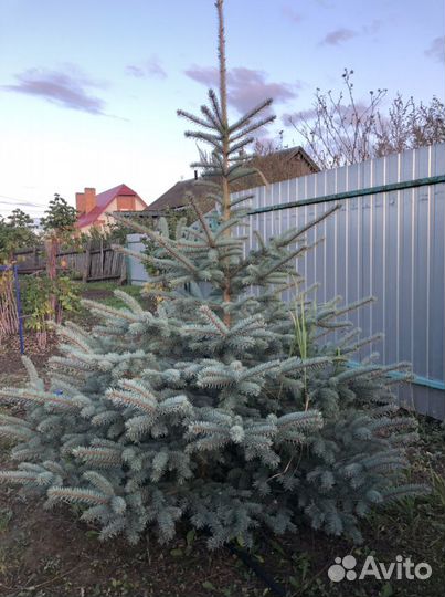 Озеленение и благоустройство
