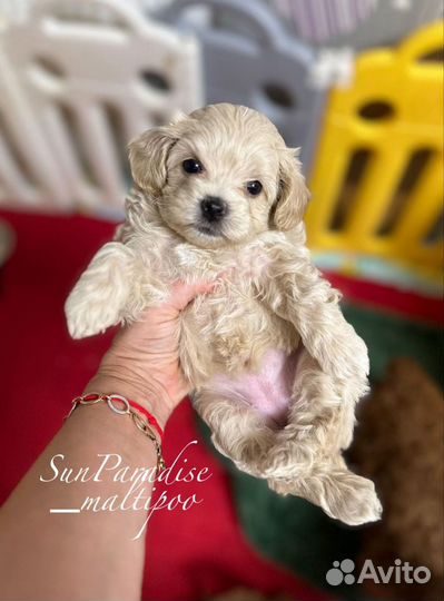 Тедди пудель девочка Китай