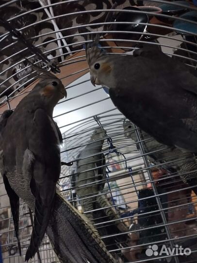 Пара попугаев корелла