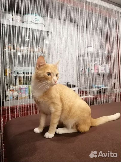 Кот в дар бесплатно