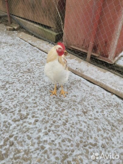 Петухи молодые деревенские