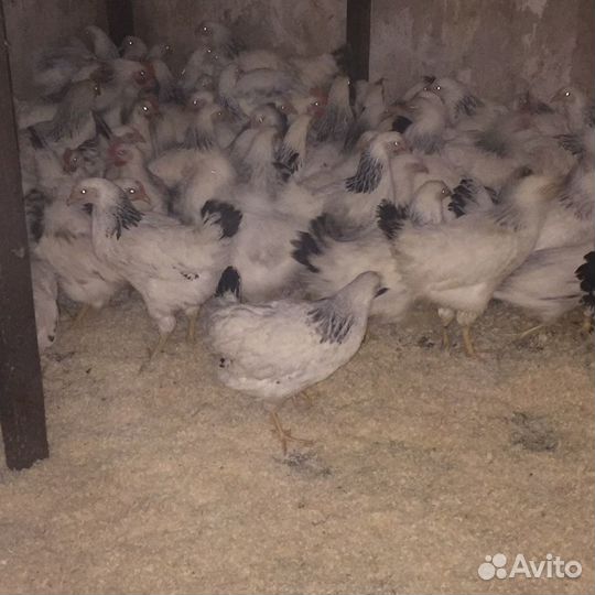 Куры молодки несушки