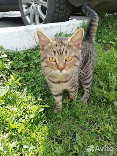 Котик в добрые руки