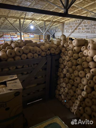 Тыква плута(соната)