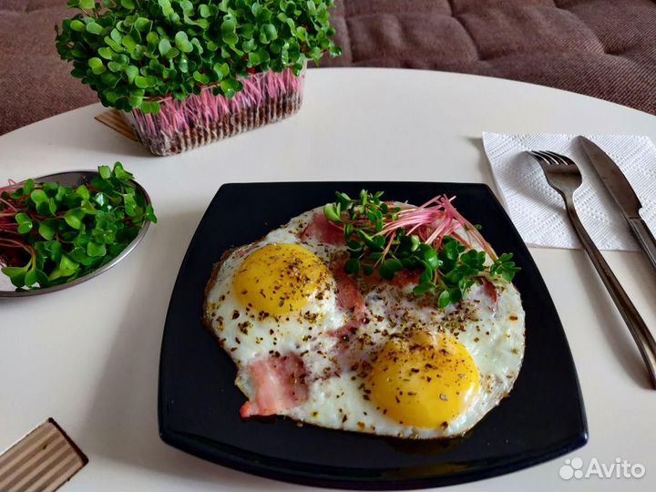 Микрозелень Набор для выращивания эко ферма