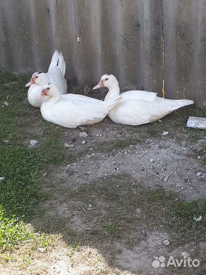 Молодые утки