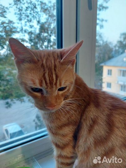 Котята в добрые руки бесплатно мальчик