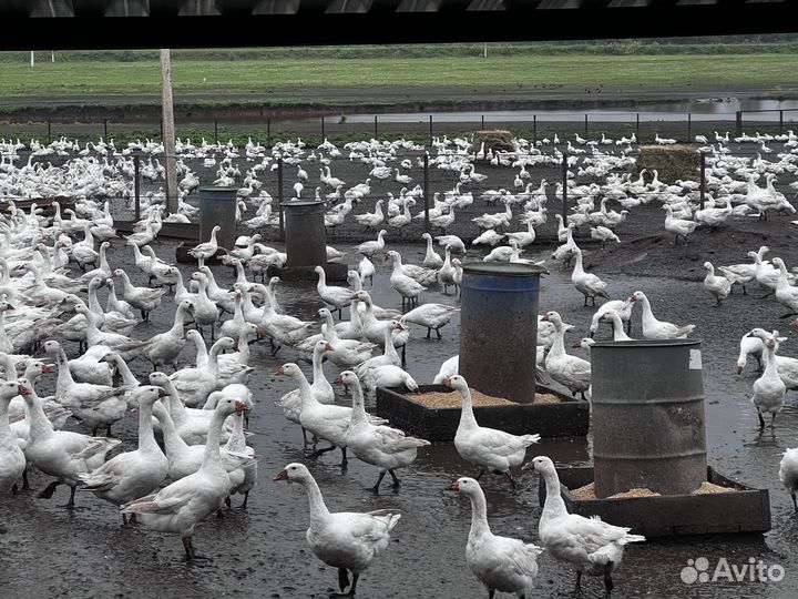 Гуси итальянки возраст 4 месяца