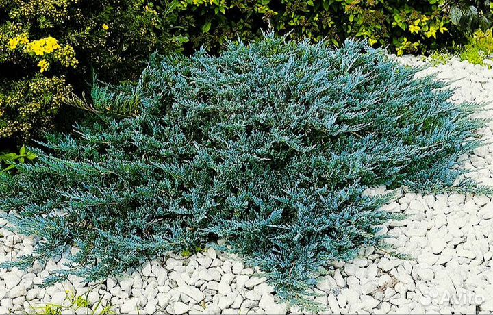 Можжевельник горизонтальный