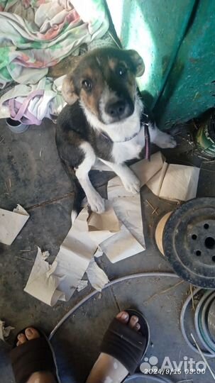 Продам щенка дворнажку