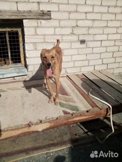 Пес в добрые руки