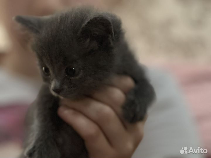 Русская голубая