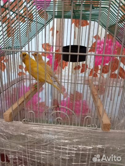 Кенара и канарейки