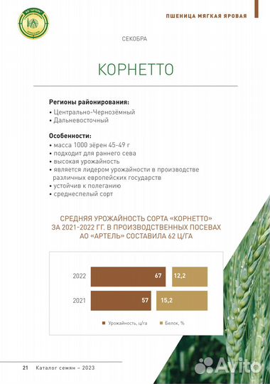 Семена яровой пшеницы рс1