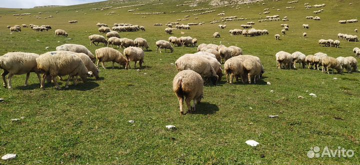 Ягнята ярочки