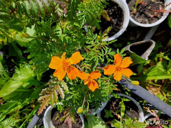 Бархатцы тонколистные, прямостоячие, астры