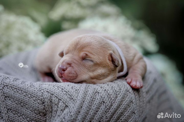 Щенки Питбуля