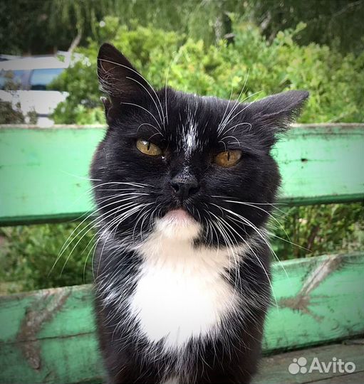 Кошечка для частного дома