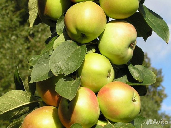 Саженцы яблони колоновидной