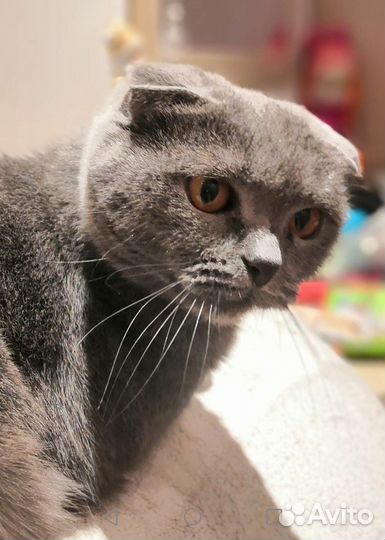Шотландская вислоухая кошка