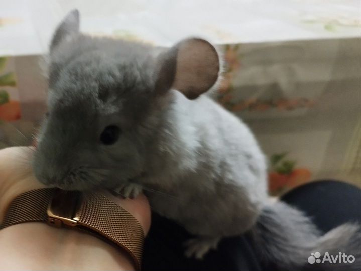 2 мальчика шиншиллки