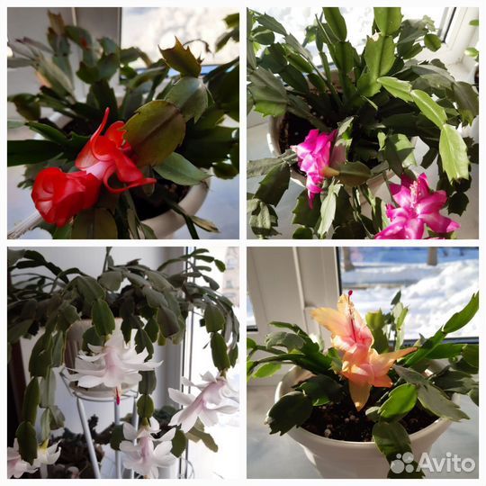 Декабристы Цветущие