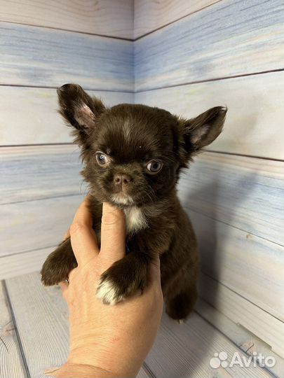 Чихуахуа длинношерстная девочка