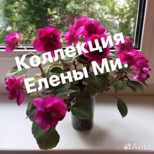 Бальзамин разных расцветок сортовой махровый