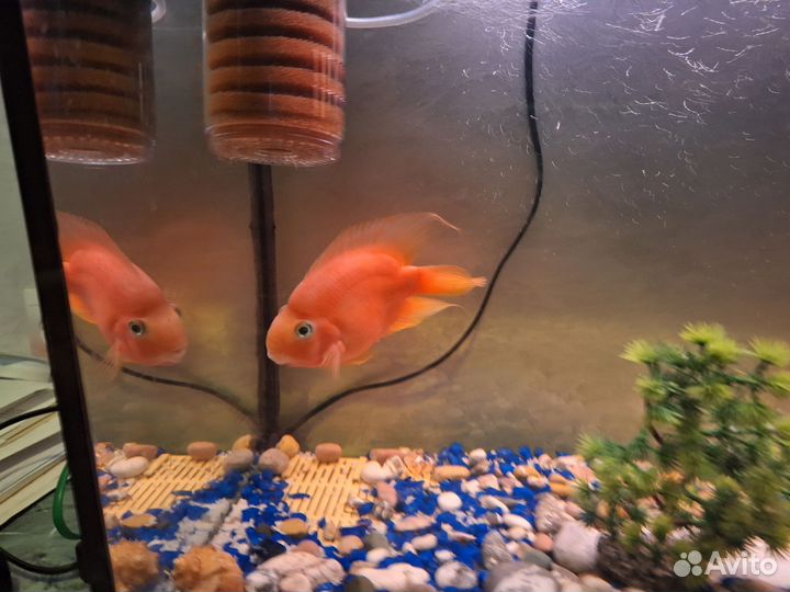 Аквариумная рыба попугай