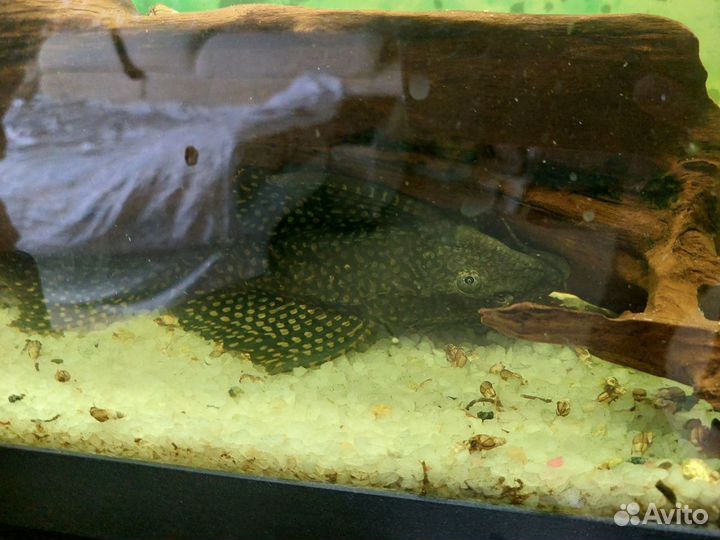 Аквариумные рыбки сомики и неон