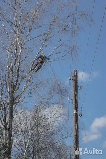 Спил, вырубка, обрезка деревьев профессионалами