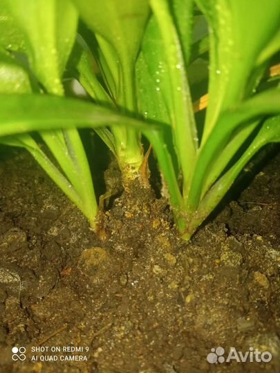 Пальма кордилина