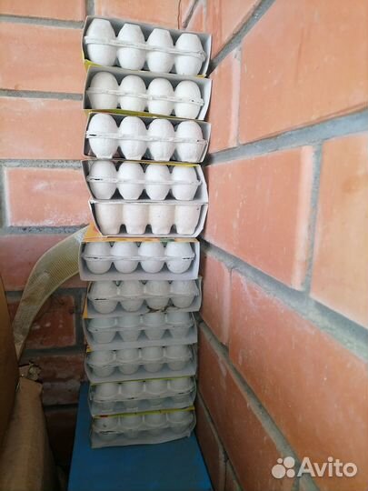 Ячейки для перепелиных яиц