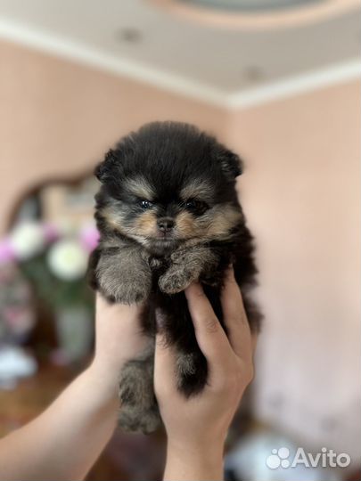 Померанский щпиц