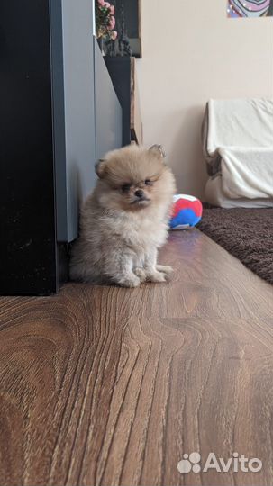 Померанский шпиц мини мальчик