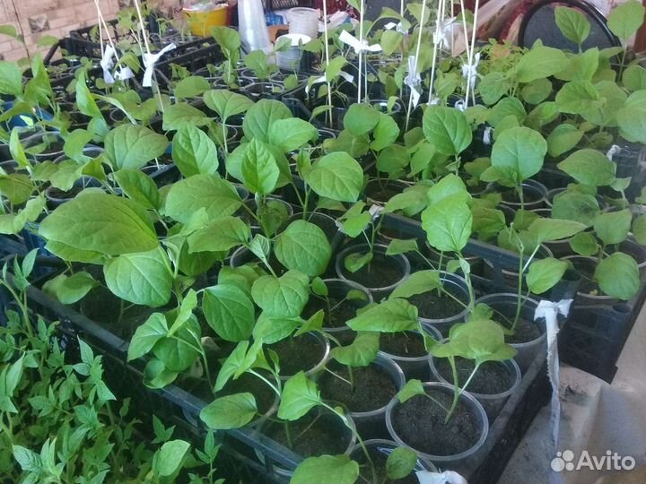Рассада помидор и перцев,огурцов, баклажан,капусты