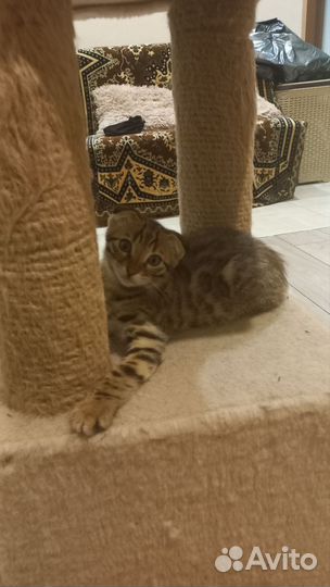 Бенгальская