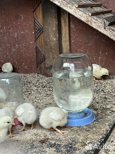 Бройлер,вывод под заказ,круглый год