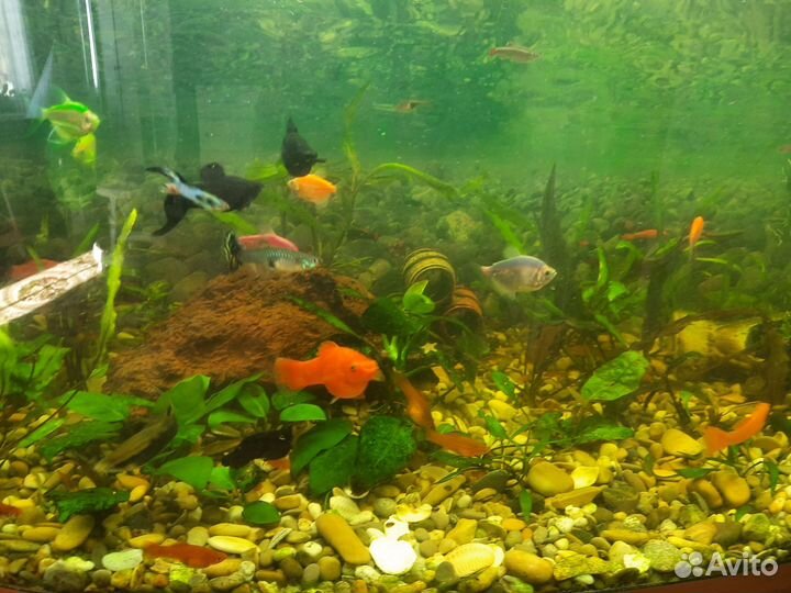 Аквариум