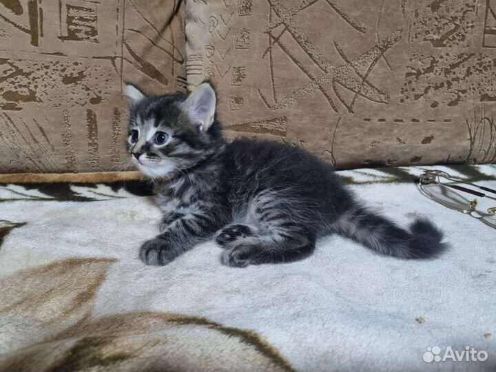 Котята