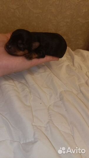 Йоркширский терьер щенки