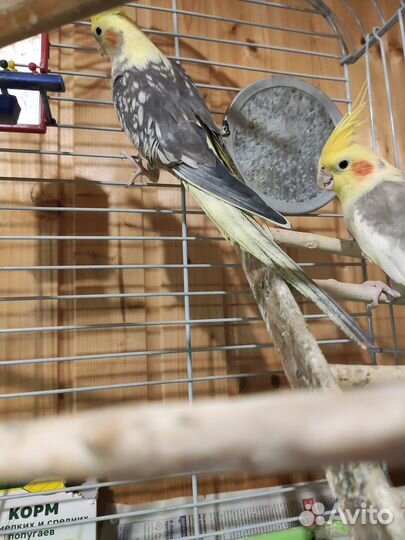 Попугай корелла с клеткой