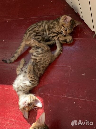 Бенгальские котята