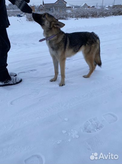 Собака Соня