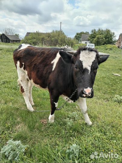 Телка 1.5 года