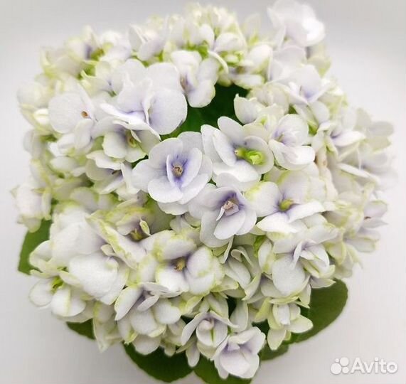 Минифиалки детки