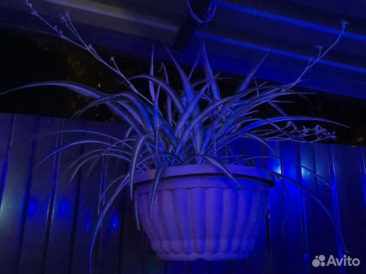 Хлорофитум