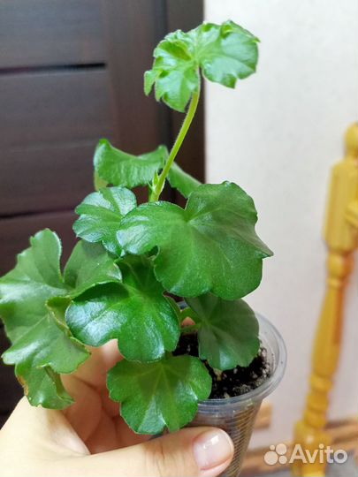 Плющелистная пеларгония