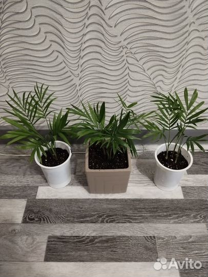 Пальма хамедорея