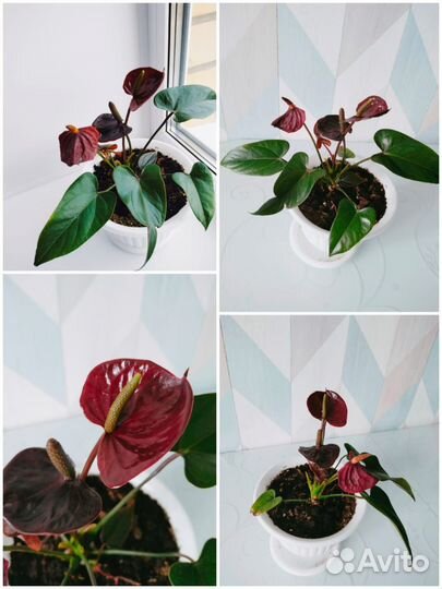 Антуриум Чёрный принц